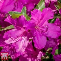 Rhododendron 'Blue Danube' -NAOMI Plant Shop RHOD T66423 B