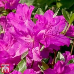 Rhododendron 'Blue Danube' -NAOMI Plant Shop RHOD T66423 D