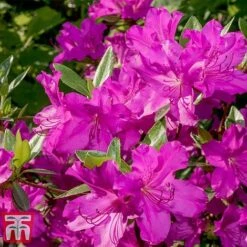 Rhododendron 'Blue Danube' -NAOMI Plant Shop RHOD T66423 E