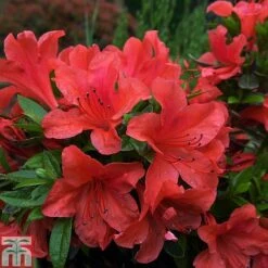 Rhododendron Nakaharae Orange-flowered (Azalea Group)