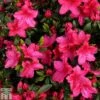 Rhododendron 'Vuyk's Scarlet' (Azalea Group)