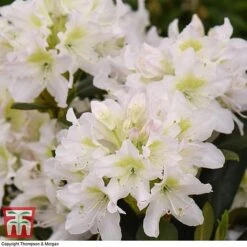 Rhododendron 'Cunningham's White' -NAOMI Plant Shop RHOD TKA1470 C