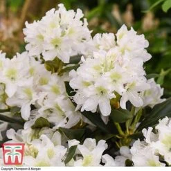 Rhododendron 'Cunningham's White' -NAOMI Plant Shop RHOD TKA1470 D