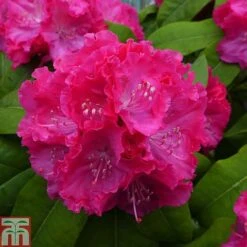 Rhododendron 'Germania' -NAOMI Plant Shop RHOD TKA1472 A