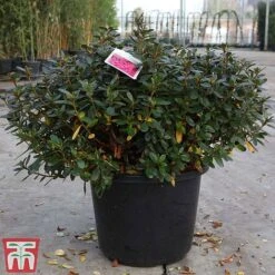 Rhododendron 'Connie' -NAOMI Plant Shop RHOD TKA3418 A