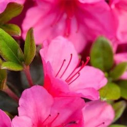 Rhododendron 'Connie' -NAOMI Plant Shop RHOD TKA3418 NOW1