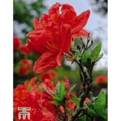 Rhododendron 'Koster's Brilliant Red' -NAOMI Plant Shop RHOD TKA3444 A1