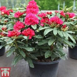 Rhododendron 'Wilgen's Ruby' -NAOMI Plant Shop RHOD TKA3466 A