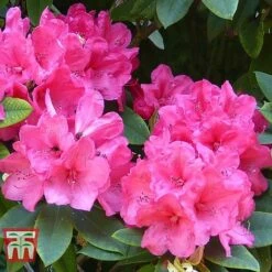Rhododendron 'Wilgen's Ruby' -NAOMI Plant Shop RHOD TKA3466 C