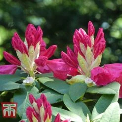 Rhododendron 'Wilgen's Ruby' -NAOMI Plant Shop RHOD TKA3466 D