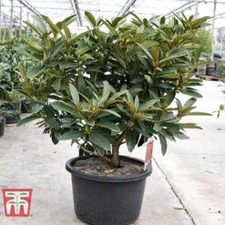 Rhododendron 'Wilgen's Ruby' -NAOMI Plant Shop RHOD TKA3466 E