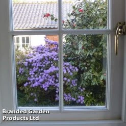 Rhododendron 'Dwarf Blue' -NAOMI Plant Shop RHOD BLUEDIAMO S30305