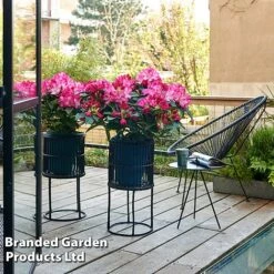 Rhododendron 'XXL' -NAOMI Plant Shop RHOD GARDENXXL S28029