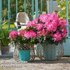 Rhododendron 'XXL' -NAOMI Plant Shop RHOD GARDENXXL S28031