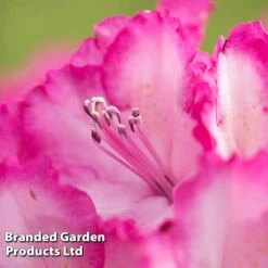 Rhododendron 'XXL' -NAOMI Plant Shop RHOD GARDENXXL S28034