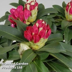 Rhododendron 'XXL' -NAOMI Plant Shop RHOD GARDENXXL S28038