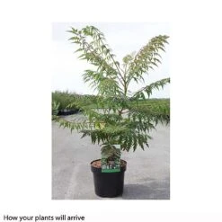 Rhus Glabra 'Laciniata' -NAOMI Plant Shop RHUS T66428 B h