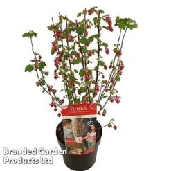 Ribes Sanguineum 'Amour' -NAOMI Plant Shop RIBE AMOUR19CM S52483