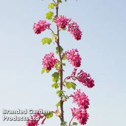 Ribes Sanguineum 'Amour' -NAOMI Plant Shop RIBE AMOUR S52486