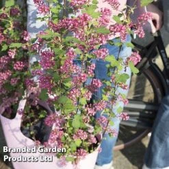 Ribes Sanguineum 'Amour' -NAOMI Plant Shop RIBE AMOUR S52487