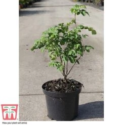 Rose Rugosa 'Rubra' (Species Shrub Rose) -NAOMI Plant Shop ROSA T59373 C