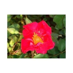 Rose 'Easy Elegance Great Wall'