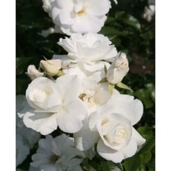 Rose 'Climbing Iceberg' (Climbing) -NAOMI Plant Shop ROSA T68467 A h