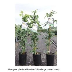 Rose 'Climbing Iceberg' (Climbing) -NAOMI Plant Shop ROSA T68467 B h