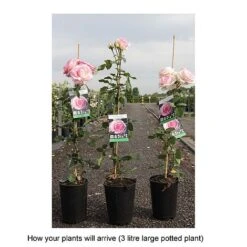Rose 'Eden Rose 88' -NAOMI Plant Shop ROSA T68469 B h