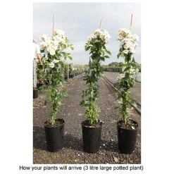 Rose 'Guirlande D'Amour' -NAOMI Plant Shop ROSA T68479 B h