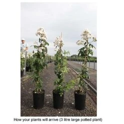 Rose 'Guirlande Rose' -NAOMI Plant Shop ROSA T68481 B h