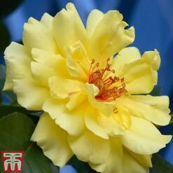 Rose 'Climbing Collection' -NAOMI Plant Shop ROSE T11940P B