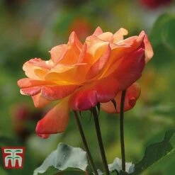 Rose 'Climbing Collection' -NAOMI Plant Shop ROSE T11940P D