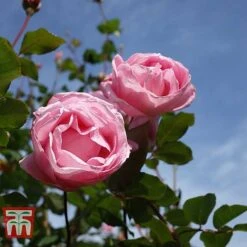 Rose 'Queen Elizabeth' (Floribunda Rose) -NAOMI Plant Shop ROSE T40379 B1