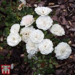 Rose 'Sea Foam' (Shrub Rose) -NAOMI Plant Shop ROSE T58087 B