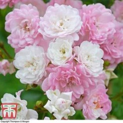 Rose 'The Fairy' (Polyantha) -NAOMI Plant Shop ROSE T59371 A1
