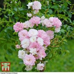 Rose 'The Fairy' (Polyantha) -NAOMI Plant Shop ROSE T59371 C