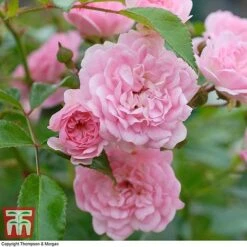 Rose 'The Fairy' (Polyantha) -NAOMI Plant Shop ROSE T59371 D