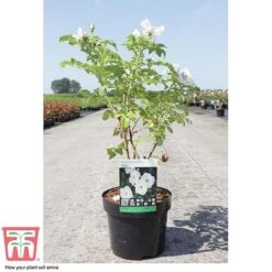 Rose Rugosa 'Alba' (Species Shrub Rose) -NAOMI Plant Shop ROSE T59372 C