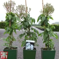 Rose 'Bobbie James' (Rambling Rose) -NAOMI Plant Shop ROSE TKA3470 A