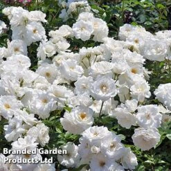 Rose 'Climbing Iceberg' (Climbing) -NAOMI Plant Shop ROSE CLIMBICEB W45539