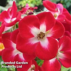 Rose 'Everglow Ruby' (Shrub) -NAOMI Plant Shop ROSE EVERGLRUB H41241