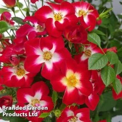 Rose 'Everglow Ruby' (Shrub) -NAOMI Plant Shop ROSE EVERGLRUB H41243