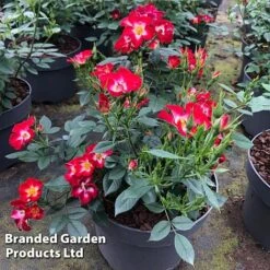 Rose 'Everglow Ruby' (Shrub) -NAOMI Plant Shop ROSE EVERGLRUB H41245