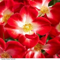 Rose 'Everglow Ruby' (Shrub) -NAOMI Plant Shop ROSE EVERGLRUB H41249