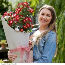 Rose 'Everglow Ruby' (Shrub) -NAOMI Plant Shop ROSE EVERGLRUB H41251