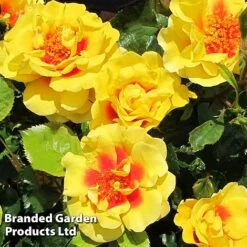 Rose 'Peter's Persica' (Climbing Patio) -NAOMI Plant Shop ROSE PETERSPER H50316