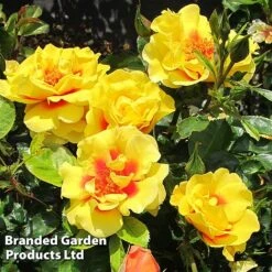 Rose 'Peter's Persica' (Climbing Patio) -NAOMI Plant Shop ROSE PETERSPER H50317