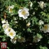 Rose Rugosa 'Alba' (Species Shrub Rose)