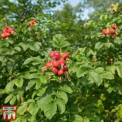 Rose Rugosa 'Rubra' (Species Shrub Rose) -NAOMI Plant Shop ROSE RUGOSARUB W34601 TM